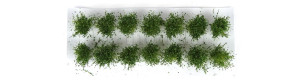 Nízké keře, jemné listí, zelená dubová, Polák 9115
