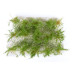 Vysoké keře, mikro listí, zelená světlá, Polák 9202