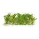Vysoké keře, jemné listí, zelená osiková, Polák 9261