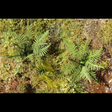 Kapradí, H0, Model Scene VG7-001