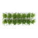 Nízké keře, zelený mix, okr, 14 ks, Polák 9156