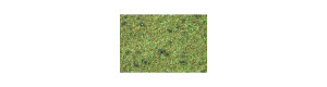 Statická tráva, lesní tráva, Noch 08157
