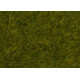 Statická tráva, louka, 6 mm, 100 g, Noch 07090