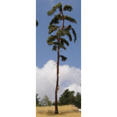 Borovice, výška 250 mm (v reálu 30 m), Model Scene BR250