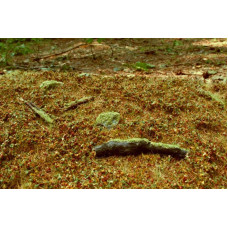 Lesní základ pozdní léto – foliáž, Model Scene F603