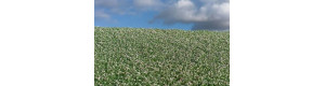 Makové pole kvetoucí, foliáž, Model Scene F460