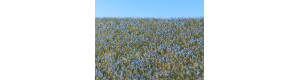 Travní foliáž Len kvetoucí, Agroline, Model Scene F470