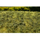 Travní foliáž Křoviny nízké podzimní, Model Scene F503 (509)