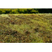 Travní foliáž Křoviny nízké podzimní, Model Scene F510