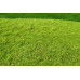 Travní foliáž Standard – Sečená louka jarní, Model Scene F001