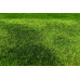 Travní foliáž Standard – Sečená louka letní, Model Scene F002
