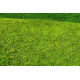 Travní foliáž Standard – Nesečená louka jarní, Model Scene F021